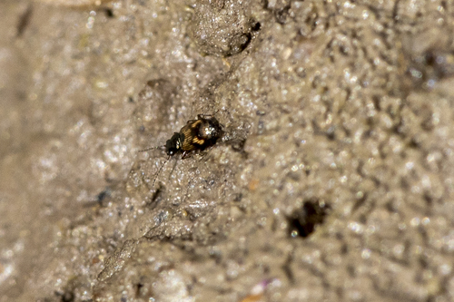 iNaturalist observation photo of Furcacampa
