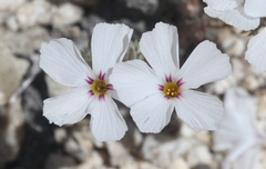 Linanthus concinnus