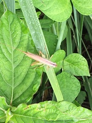 Conocephalus exemptus