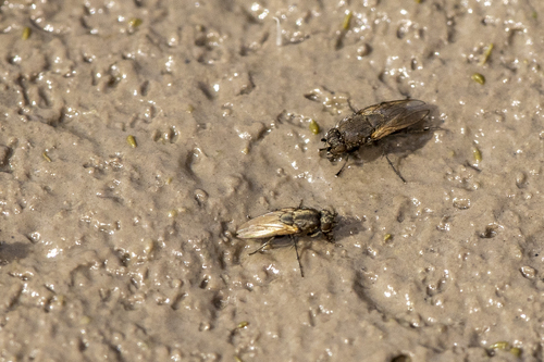 iNaturalist observation photo of Acalyptrate Flies