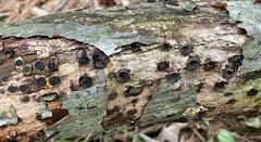 Biscogniauxia marginata