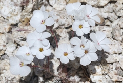 Linanthus concinnus