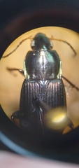 Poecilus lucublandus