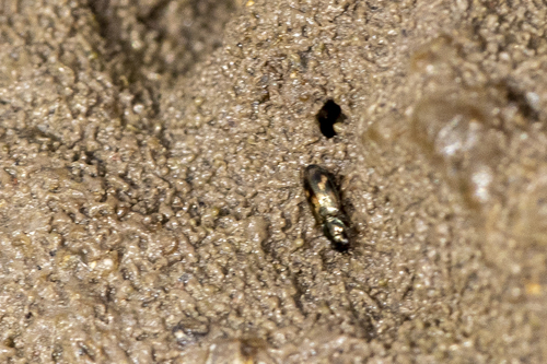 iNaturalist observation photo of Furcacampa