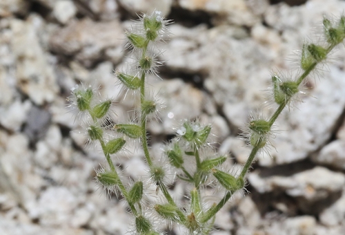 Clokey's cryptantha (Cryptantha clokeyi)