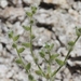 Cryptantha clokeyi - Photo (c) James Bailey, algunos derechos reservados (CC BY-NC), subido por James Bailey