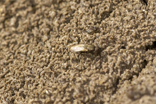 iNaturalist observation photo of Rachispoda