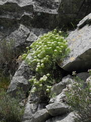 Hormathophylla halimifolia
