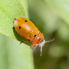 Macrolenes dentipes