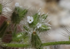 Cryptantha clokeyi
