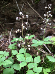 Tiarella trifoliata trifoliata
