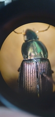Poecilus lucublandus