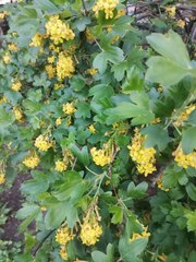 Ribes aureum