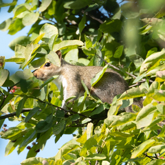 Sciurus carolinensis