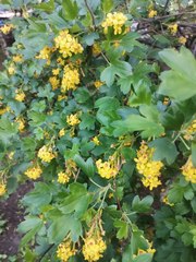 Ribes aureum