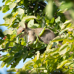 Sciurus carolinensis