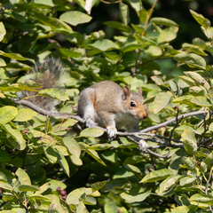 Sciurus carolinensis
