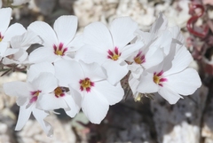Linanthus concinnus