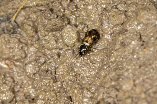 iNaturalist observation photo of Bembidion impotens