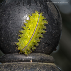 Quasithosea obliquistriga