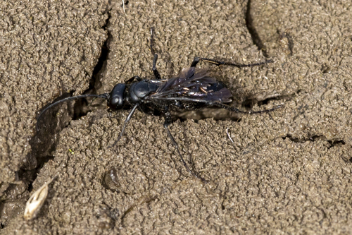 iNaturalist observation photo of Typical Spider Wasps