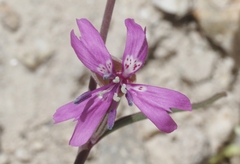 Clarkia xantiana