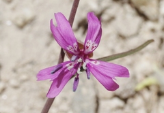Clarkia xantiana