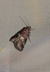 Acrobasis marmorea