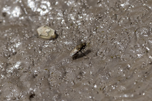 iNaturalist observation photo of Schizophoran Flies