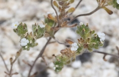 Eremocarya micrantha