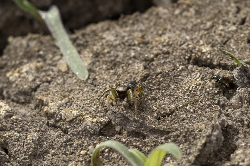 iNaturalist observation photo of Habronattus pyrrithrix