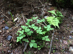 Tiarella trifoliata trifoliata