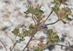 Eremocarya micrantha