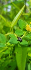 Onthophagus hecate