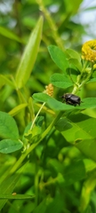Onthophagus hecate