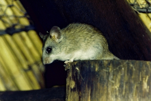 Acacia Thallomys