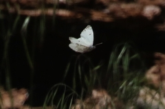 Anthocharis lanceolata