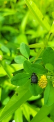 Onthophagus hecate