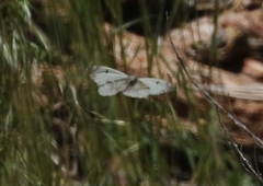 Anthocharis lanceolata