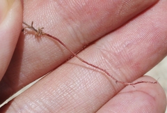 Eremocarya micrantha