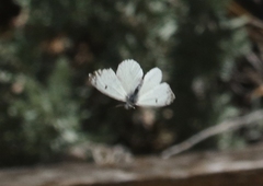 Anthocharis lanceolata