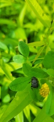 Onthophagus hecate
