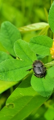 Onthophagus hecate