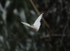 Anthocharis lanceolata