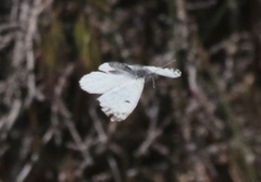 Anthocharis lanceolata