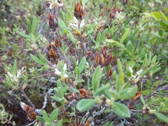 Rhododendron canadense