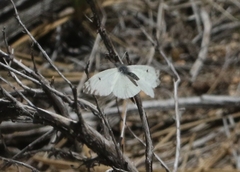 Anthocharis lanceolata