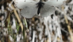 Anthocharis lanceolata