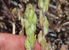 Castilleja plagiotoma