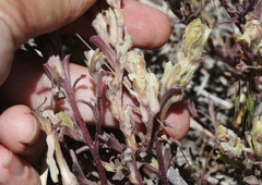 Castilleja plagiotoma